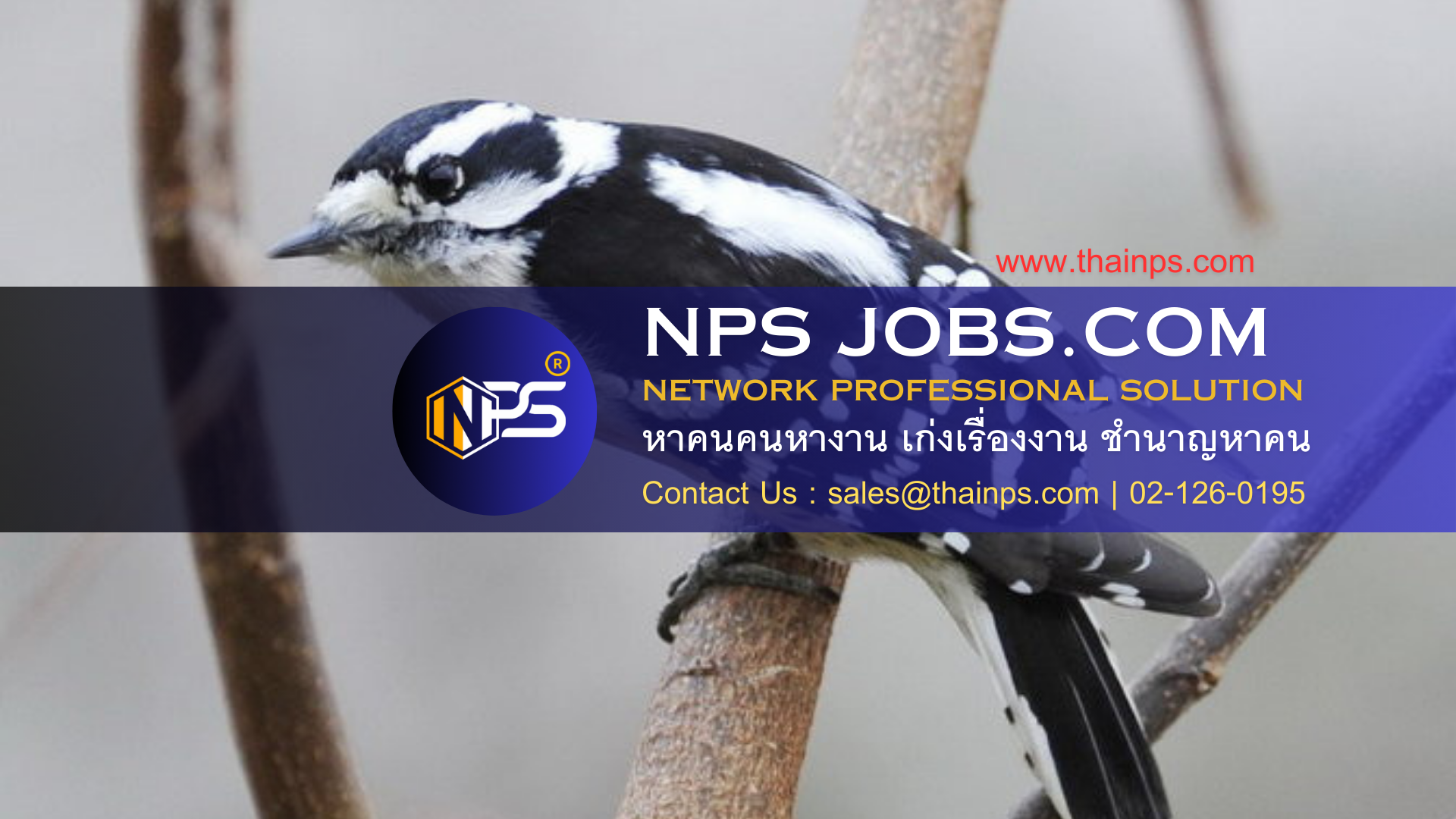 วิธีตรวจสอบให้แน่ใจว่าองค์กรที่มีบุคคลสำคัญเหมาะสม: คู่มือการจ้างงาน 7 ขั้นตอน